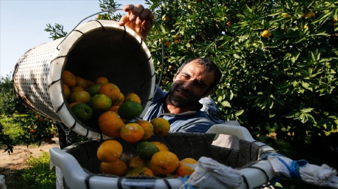 Verimi düşen mandalina, kalitesiyle ihracatı dengeleyecek