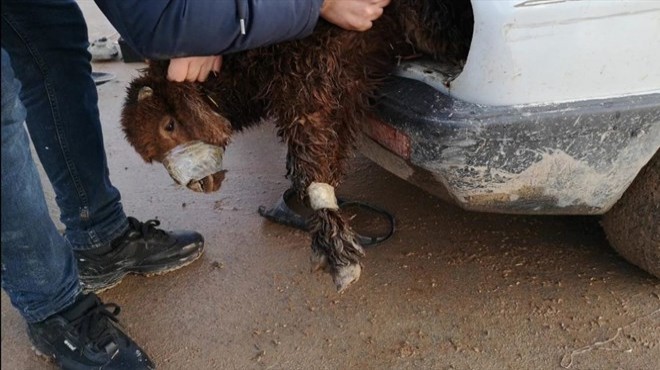 Vicdansızlar: Kuzuları fara gizlediler!