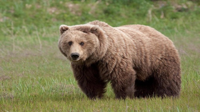 WWF den ayı saldırısı açıklaması: Normal bir davranış değil!