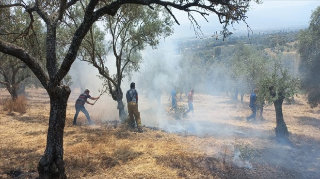 Yangın kabusu: Zeytin ağaçları kül oldu!