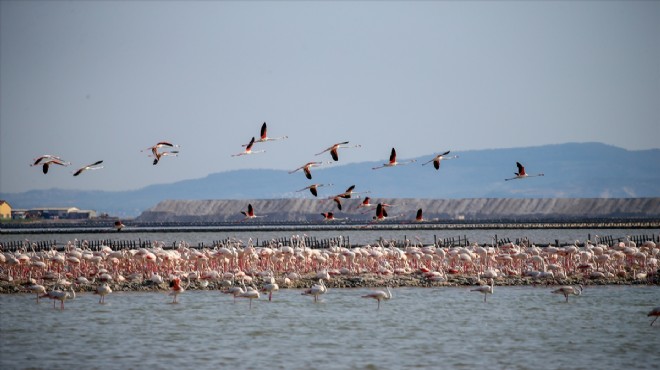 Yapay kuluçka adası yumurtadan çıkacak 18 bin flamingoyu bekliyor