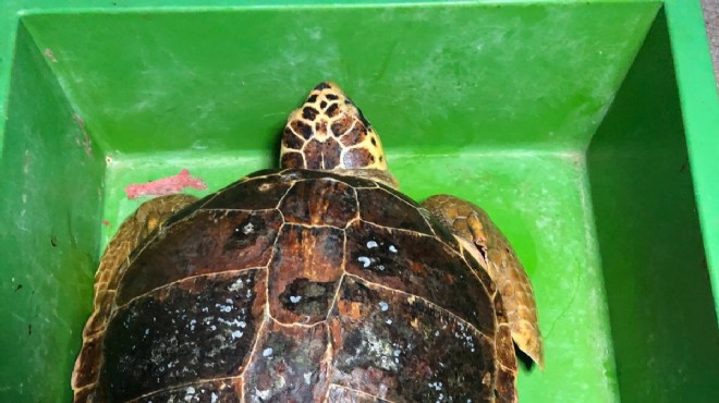 Yaralı bulunan caretta caretta tedavi altında!