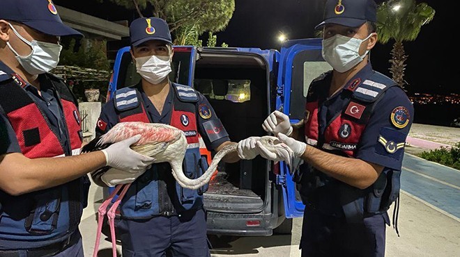 Yaralı flamingoya jandarma sahip çıktı