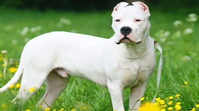 Yasa teklifi Meclis'te: 4 köpek türüne yasak!