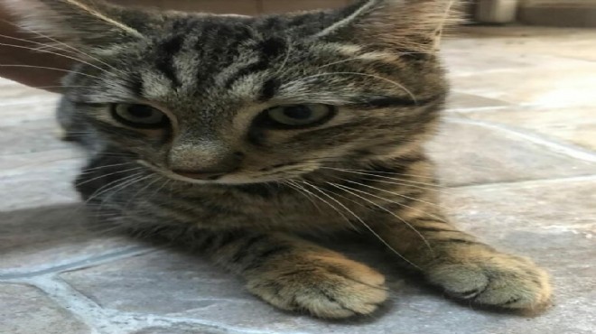 Yavru kedi 'Mimoza' hayata tutundu