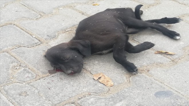 Yavru köpeğe sopayla vuran kadına 947 lira ceza