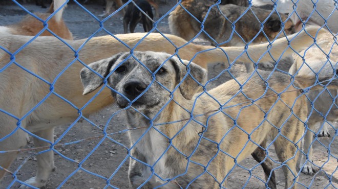 Yazlıkçılar her yıl onlarca köpeği sokağa atıyor!