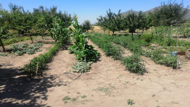 Yerel tohumlar Selçuk tan Türkiye ye yayılıyor