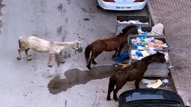 Yiyecek arayan atlar için yardım çağrısı