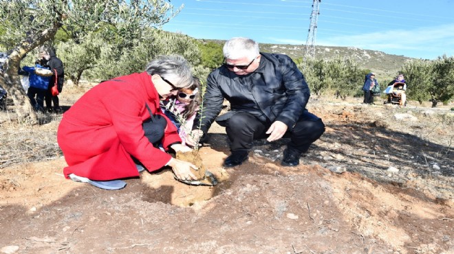 Zeytin fidanları toprakla buluştu!