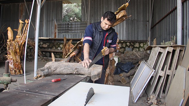 Zeytin kütüğüne hayat veriyor