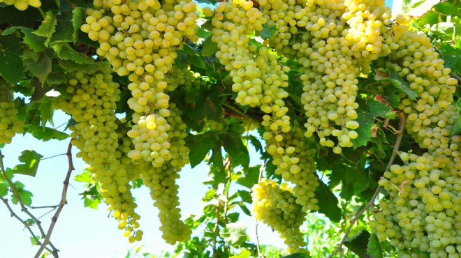 Zirai don üzüm rekoltesini yüzde 20 düşürdü