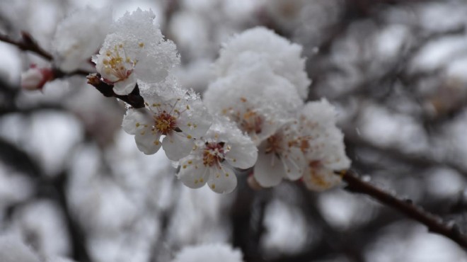 Zirai dondan etkilenen üreticilere destek ödemesi sürüyor