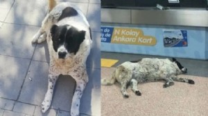 'Matmazel'i döverek katledenler işten atıldı