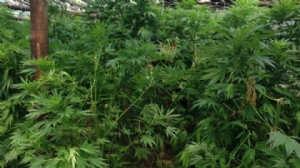 21 ilde kenevir üretimine izin verildi