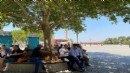 Afrika sıcakları: İzmirli ağaç altlarına sığındı!