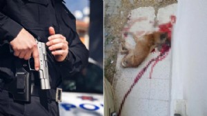 Ateş edip köpeği öldürdü, 'korkutmak amaçlıydı' dedi