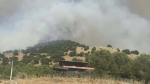Aydın'da orman yangını: Hızla yayılıyor