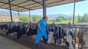 Aydın’da 'şap' alarmı: 17 mahalle karantinada