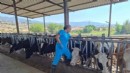 Aydın’da 'şap' alarmı: 17 mahalle karantinada