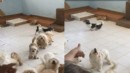 Aynı adrese üçüncü baskın: 20 köpek kurtarıldı!