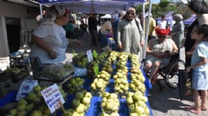 Bardacık inciri için festival coşkusu