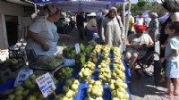 Bardacık inciri için festival coşkusu
