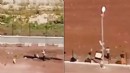Barınakta şiddet: Personele soruşturma başlatıldı!