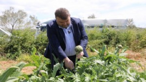 Başkan Yetişkin tarlaya indi, hasada katıldı!