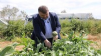 Başkan Yetişkin tarlaya indi, hasada katıldı!