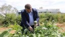 Başkan Yetişkin tarlaya indi, hasada katıldı!