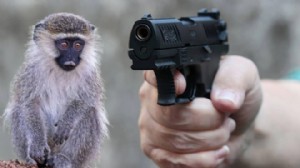 Baskın yapılan evden silah, mermi ve maymun çıktı!