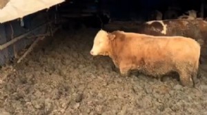 Bayrama 2 ay kala hayvanları çamura saplamışlar!