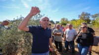 Buca’da Sertifikalı Zeytin Budama Eğitimi tamamlandı