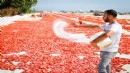 Büyükşehir'den 'kırmızı altın' mesaisi