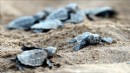 Caretta caretta yumurtaları koruma altına alındı