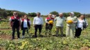 Çeşme kavununda hasat başladı