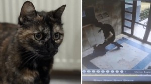 Cezve'nin katili ilk kez hakim karşısında