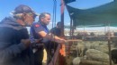 Çiğli’de Kurban Bayramı denetimleri sürüyor