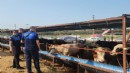 Çiğli’de kurban pazarlarına sıkı denetim