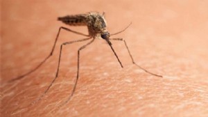 Çin’de 'chikungunya' virüsü alarmı!
