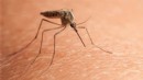 Çin’de 'chikungunya' virüsü alarmı!
