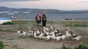 Denizde yüzen kazları CİMER'e şikayet ettiler!