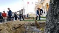 Devrilen çınarın yerine yenisi yükseldi!