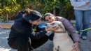 Ege Üniversitesi'nde toplanan köpekler yeni yuvalarına kavuştu!