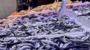 Sezon açıldı: En çok satılan balıklar ve fiyatları...