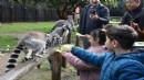 Engelli çocuklar, lemurlarla tanıştı