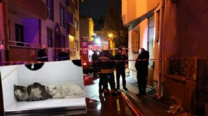 Evde yangın çıktı, 26 kedi öldü!