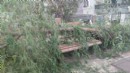Faciadan dönüldü! Fırtına çocuk parkındaki ağacı devirdi