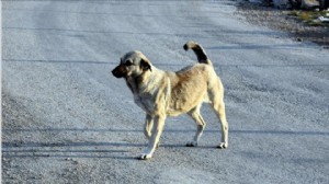 Hamile köpeğe tüfekle saldıran cani tutuklandı!